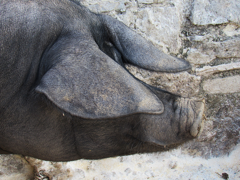 Suino Nero di Calabria