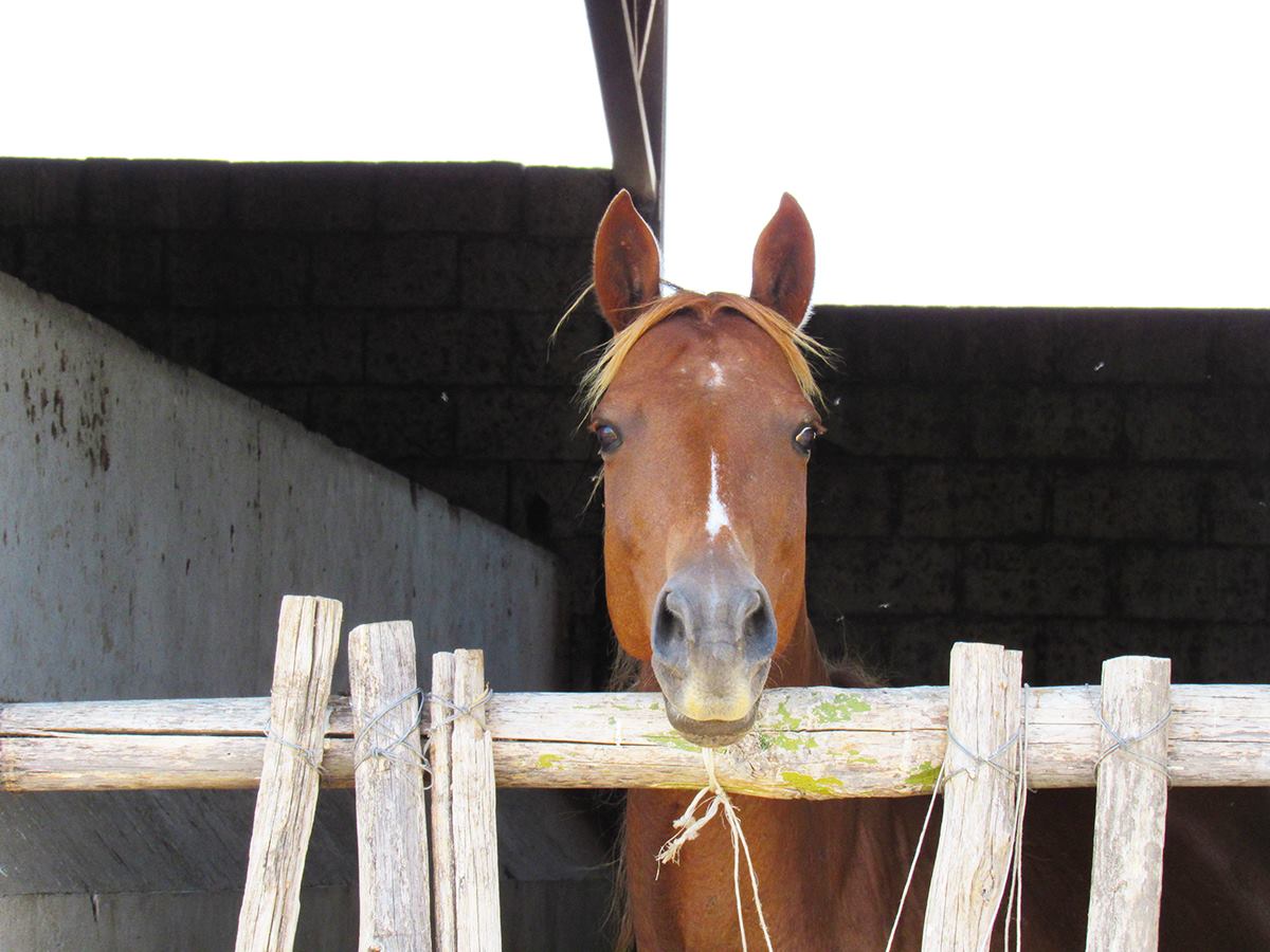 Cavallo Calabrese